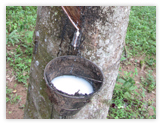 Natural Rubber